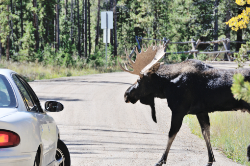 Leaving avoidance manoeuvres to the car reduces the risk of an accident